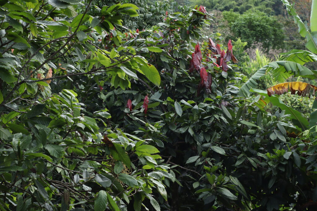 Don Héctor Córdoba